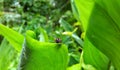 A small beetle on big leaf