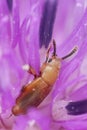 Small beetle feeding on flower