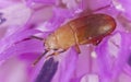 Small beetle feeding on flower