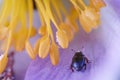 Small beetle with flower filaments Royalty Free Stock Photo