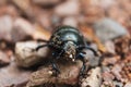 Little black beetle on the road Royalty Free Stock Photo