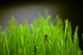 Small beetle on the green grass