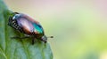 small beetle on leaf tip shot in macro Royalty Free Stock Photo
