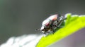 small beetle on leaf tip shot in macro Royalty Free Stock Photo
