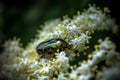 Small Beetle.
