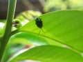 A small beetle perched on a leaf