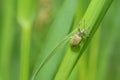 A small beetle sits on a leaf of the plant Royalty Free Stock Photo