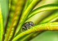 A small beetle sits on a leaf of the plant