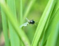 A small beetle sits on a leaf of the plant