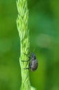 A small beetle sits on a leaf of the plant Royalty Free Stock Photo