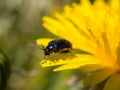 Small beetle in spring closeup