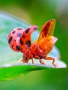 Small beetle on a tropical forest leaf Royalty Free Stock Photo