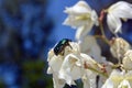 Small beetle on white flower with blurred back natural background