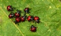 Small beetles