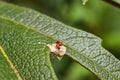 Small beetles with red elytra and black head on a green leaf Royalty Free Stock Photo