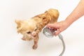 A small beige Chihuahua dog is washed in a white bathtub under a shower. Senior woman`s hands wash the pet`s hair