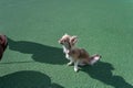 A small beige dog sits on a green sports field. A female dog of the Chihuahua breed. The pet owner`s brown knee is on the left. Royalty Free Stock Photo