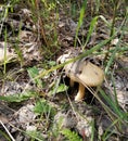 Small beige mushroom among old leaves and grass Royalty Free Stock Photo