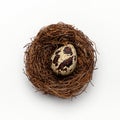 Small beige quail egg with brown spots lies in nest of twigs. Studio shot square isolated, close-up on white background Royalty Free Stock Photo