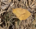 Small beige-yellow skipper butterfly on the grass in Marfa, Texas.