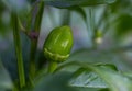 Small bell peppers are a welcome ovary. The future harvest is growing