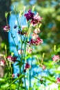 Aquilegia flowers sharp closeup on blurry green garden background, small bells flowers
