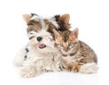 Small bengal cat and Biewer-Yorkshire terrier puppy lying togeth. isolated on white