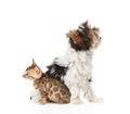 Small bengal cat and Biewer-Yorkshire terrier puppy sitting in profile. isolated on white Royalty Free Stock Photo