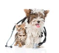 Small bengal cat and Biewer-Yorkshire terrier puppy with stethoscope. isolated on white