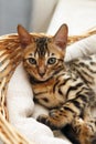 Small bengal kitten