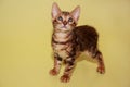 Small bengal kitten looking at the camera. Royalty Free Stock Photo