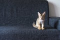 Small Bengal kitten sits on the couch