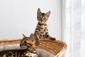 Small bengal kittens Royalty Free Stock Photo