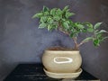 Small Benjamin`s ficus in pot Japanese and Chinese bonsai style, copy space