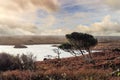 Small bent tree grows in a field by a lake. Connemara, Ireland. Life and survival in harsh conditions concept. Cloudy sky. Wild Royalty Free Stock Photo