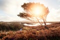 Small bent tree grows in a field by a lake. Connemara, Ireland. Life and survival in harsh conditions concept. Cloudy sky. Wild Royalty Free Stock Photo