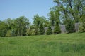 Small berm with evergreen trees