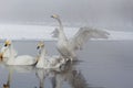 Small bevy of whooper swans swimming in a frozen lake with a swan waving its wings in the back