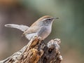 Bewick`s Wren On Old Tree Stump