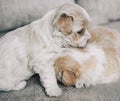 Small puppies on couch at home Royalty Free Stock Photo