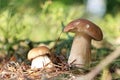 Small and big cep grow in wood Royalty Free Stock Photo