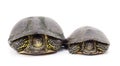 Small and big turtle Royalty Free Stock Photo