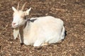 small billy goat is resting on the farm Royalty Free Stock Photo