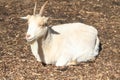 small billy goat is resting on the farm Royalty Free Stock Photo