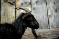 A small billy goat on the Swiss Alps Royalty Free Stock Photo