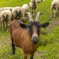 A small  billy goat on the Swiss Alps together with a flock of sheeps Royalty Free Stock Photo