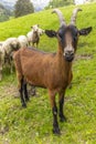 A small  billy goat on the Swiss Alps together with a flock of sheeps Royalty Free Stock Photo