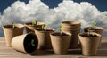 Small biodegradable pots arranged on a wooden surface, each containing dark soil and a budding Royalty Free Stock Photo