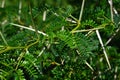 Small bipinnate leaves and long spiky thorns of Gum Arabic Tree, also called Babul, Thorn Mimosa or Egyptian Acacia