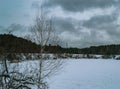 A small birch against the background of a gloomy sky and a forest lake covered with snow Royalty Free Stock Photo